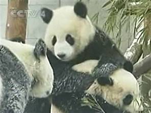 n_panda_problem_070117300w.jpg