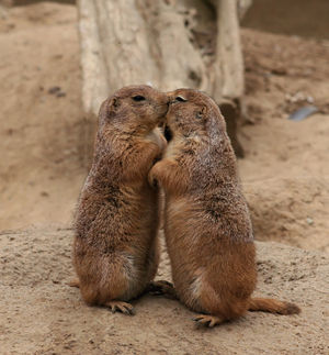 kiss.jpg