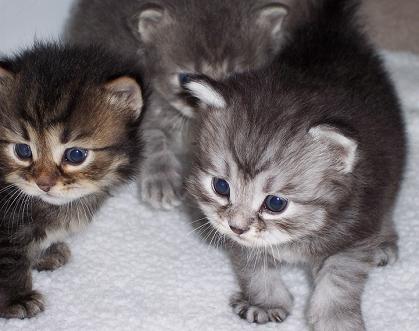 kitten01.jpg