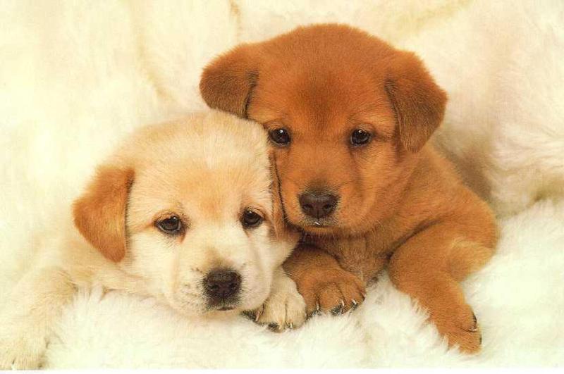 puppies_1.jpg