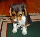 sad pup