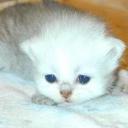 sad kitten