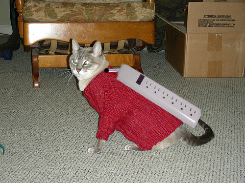 thunder power cat